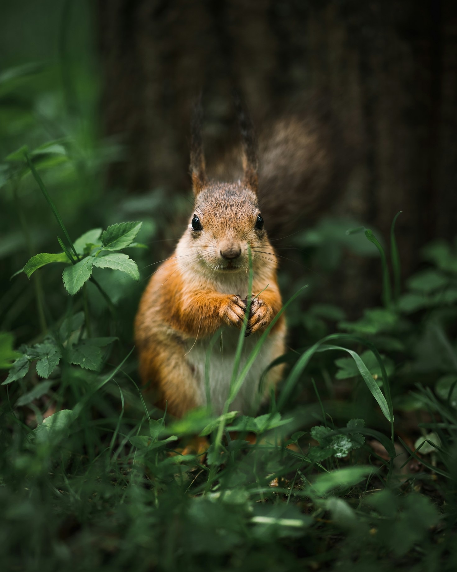 Common Wildlife Pests in Dawsonville Homes