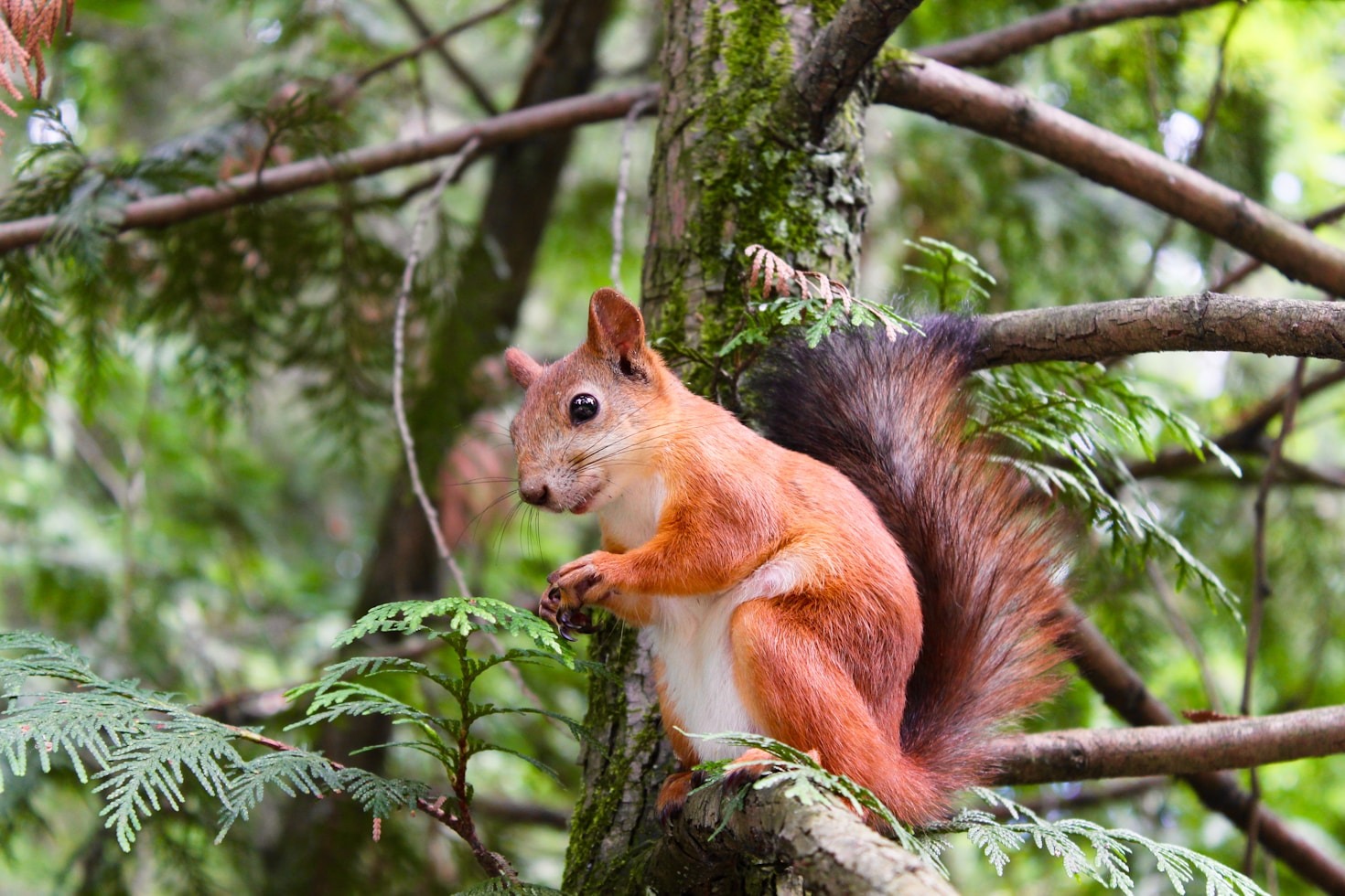 Why Humane Removal Matters for Wildlife