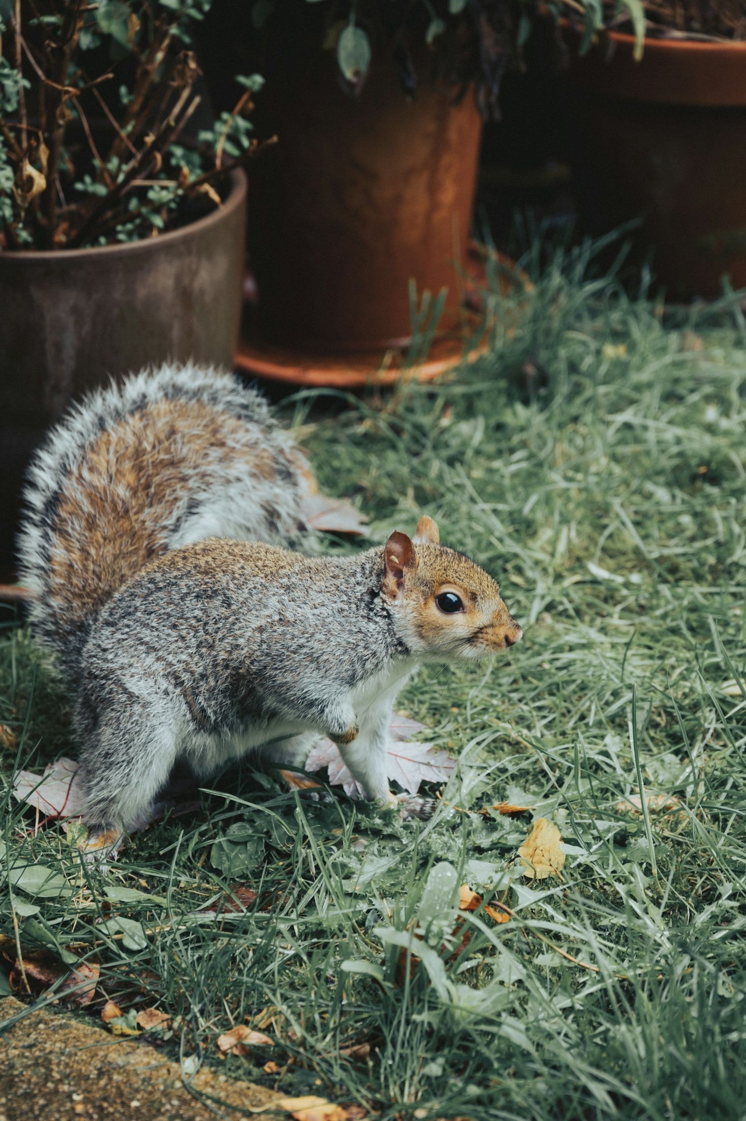 Preventing Wildlife From Entering Your Attic