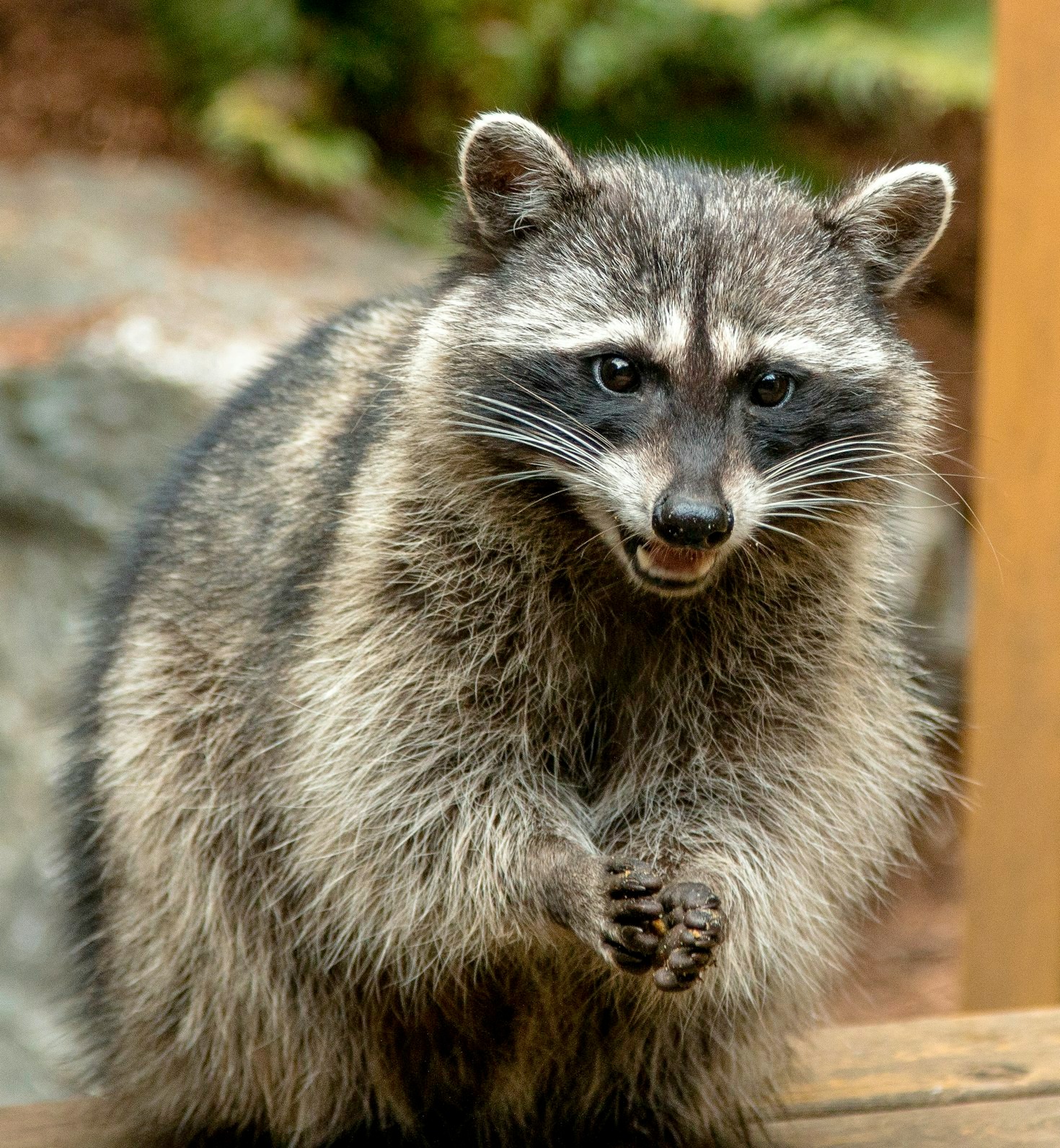 Essential Tips for Homeowner Wildlife Safety