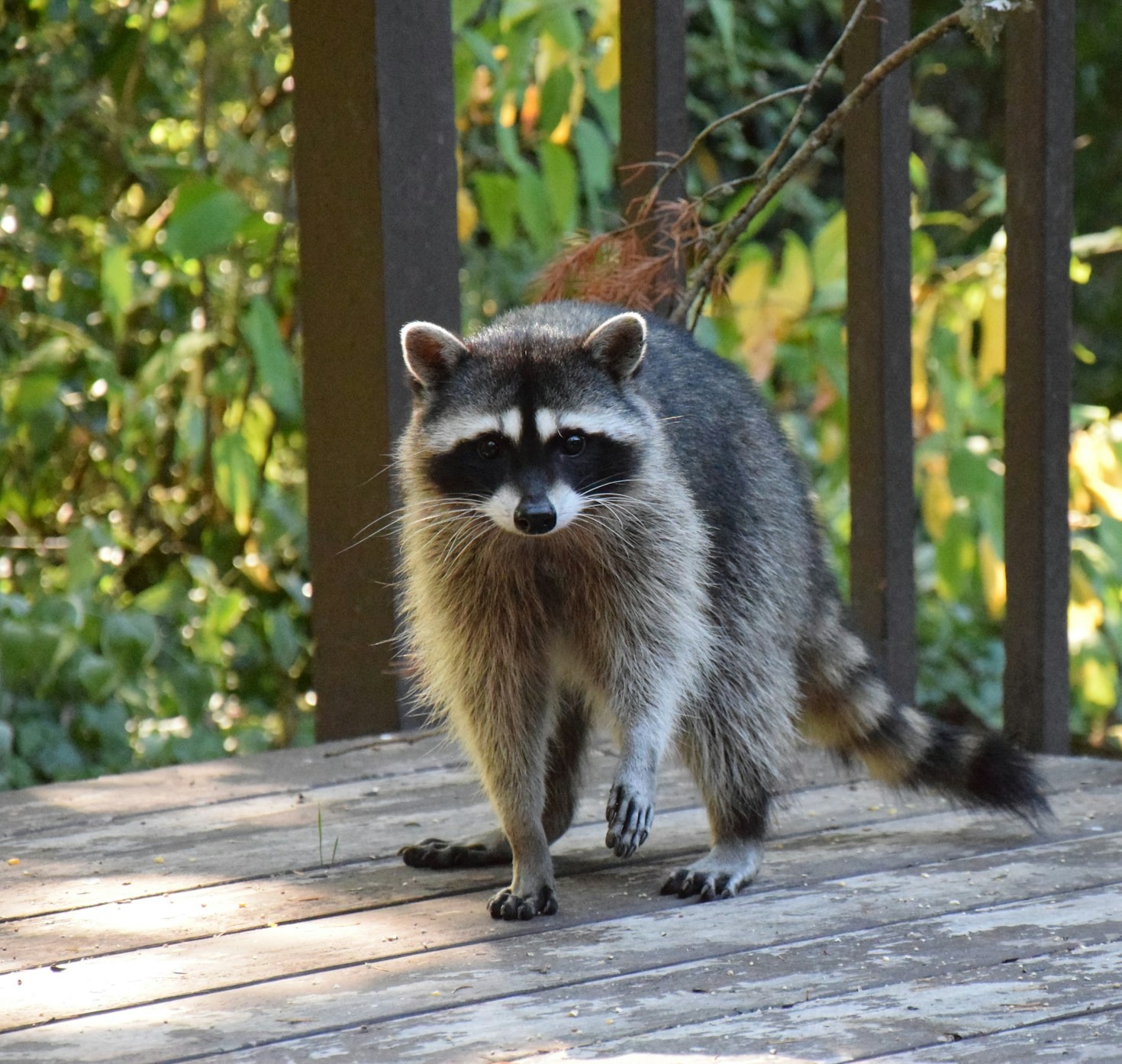 Understanding Local Animal Behavior This Season