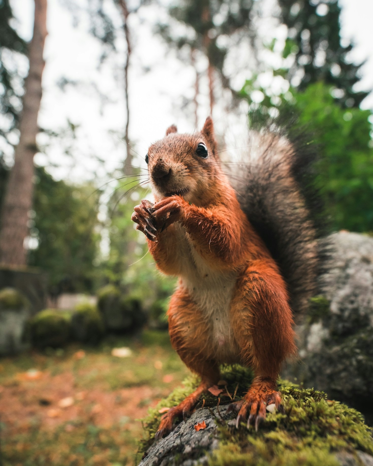 Handling Unexpected Wildlife Encounters With Care